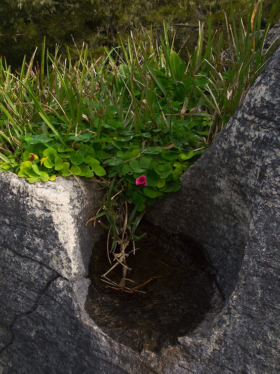 Oxalis-sp-pink-sorrel-growing-in-sculptured-limestone-Abbey-Caves-Whangarei-16-07-2011-IMG 9281