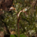 Acianthus-sinclairii-mosquito-orchid-Drummond-Track-Parihaka-2016-07-23-IMG 3293