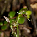 Acianthus-sinclairii-mosquito-orchid-Drummond-Track-Parihaka-2016-07-23-IMG 3297