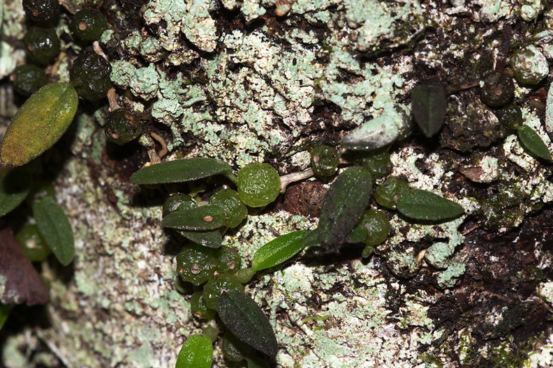 Bulbophyllum-pygmaeum-Dobbins-trail-Mt-Parikaha-Whangarei-13-07-2011-IMG_2947.jpg