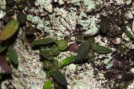 Bulbophyllum-pygmaeum-Dobbins-trail-Mt-Parikaha-Whangarei-13-07-2011-IMG 2947
