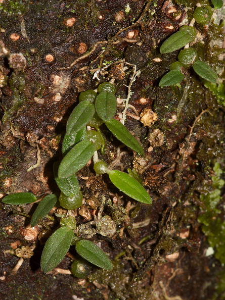 Bulbophyllum-pygmaeum-Dobbins-trail-Mt-Parikaha-Whangarei-13-07-2011-IMG_2949.jpg