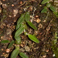 Bulbophyllum-pygmaeum-Dobbins-trail-Mt-Parikaha-Whangarei-13-07-2011-IMG 2949