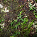 Bulbophyllum-pygmaeum-Dobbins-trail-Mt-Parikaha-Whangarei-13-07-2011-IMG_9257.jpg