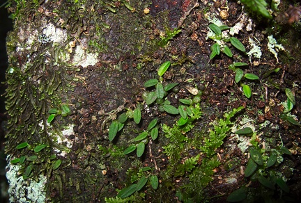 Bulbophyllum-pygmaeum-Dobbins-trail-Mt-Parikaha-Whangarei-13-07-2011-IMG 9257