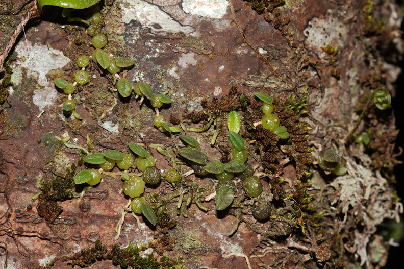 Bulbophyllum-sp-tuberculatum-Dundas-Track-Parihaka-2015-09-24-IMG_1490.jpg