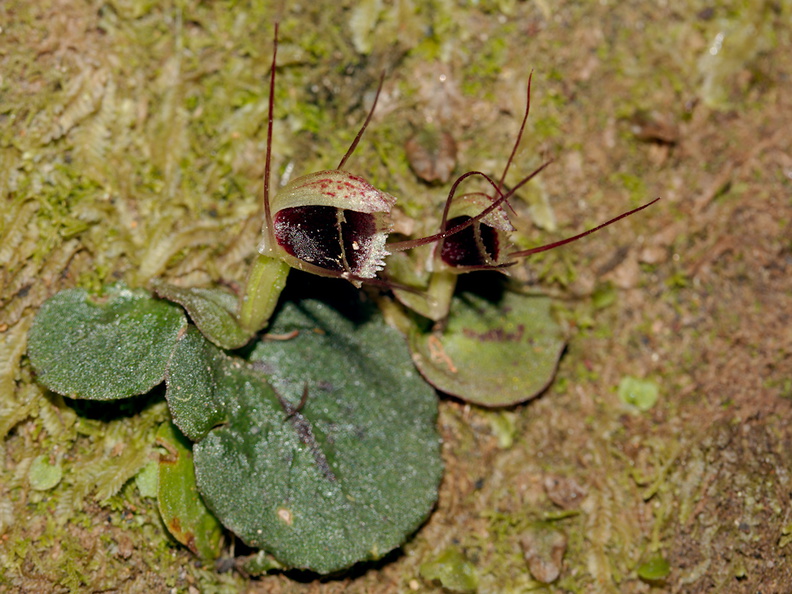 Corybas-oblongus-spider-orchid-Drummond-Track-Parihaka-Reserve-2015-09-28-IMG_1587.jpg
