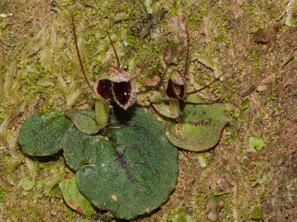 Corybas-oblongus-spider-orchid-Drummond-Track-Parihaka-Reserve-2015-09-28-IMG 1589