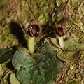 Corybas-oblongus-spider-orchid-Drummond-Track-Parihaka-Reserve-2015-09-28-IMG_1592.jpg