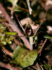 Corybas-oblongus-spider-orchid-Dundas-Track-Parihaka-2015-09-24-IMG 1417