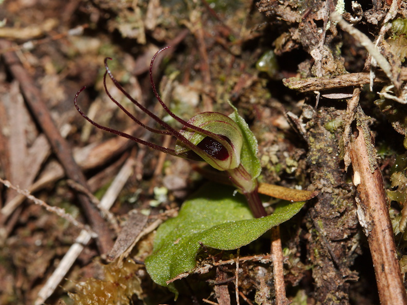 Corybas-oblongus-spider-orchid-Mair-Park-Parihaka-2015-09-16-IMG 1362