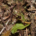 Corybas-oblongus-spider-orchid-Mair-Park-Parihaka-2015-09-16-IMG 1362