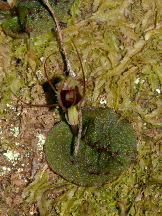 Corybas-oblongus-spider-orchid-Parihaka-Reserve-2015-10-04-IMG 1737