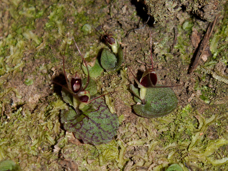 Corybas-oblongus-spider-orchid-Parihaka-Reserve-2015-10-04-IMG_1739.jpg