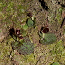 Corybas-oblongus-spider-orchid-Parihaka-Reserve-2015-10-04-IMG 1739