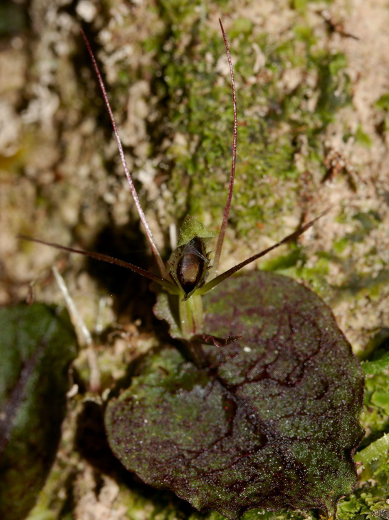 Corybas-oblongus-spider-orchid-Parihaka-Reserve-2015-10-04-IMG 1750