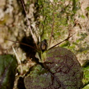Corybas-oblongus-spider-orchid-Parihaka-Reserve-2015-10-04-IMG 1750