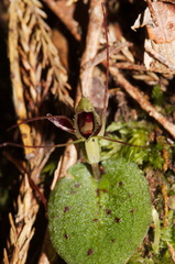 Corybas-oblongus-spider-orchid-flower-Mair-Park-Parihaka-2015-09-23-IMG 1384