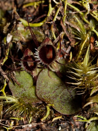 Corybas-oblongus-spider-orchid-flowering-Dundas-Track-Parihaka-2015-09-24-IMG 1448