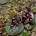 Corybas-oblongus-spider-orchid-flowering-group-Dundas-Track-Parihaka-2015-09-24-IMG 1429