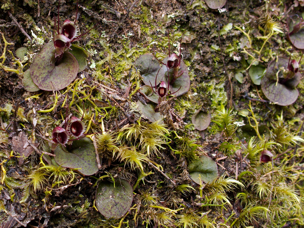 Corybas-oblongus-spider-orchid-flowering-group-Dundas-Track-Parihaka-2015-09-24-IMG 5506