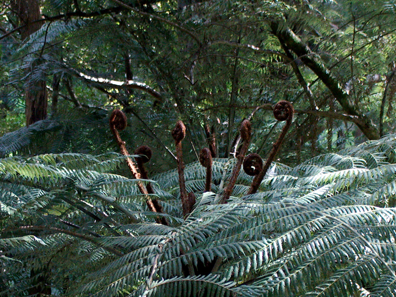 Cyathea-medullaris-black-tree-fern-Hatea-River-Parihaka-Reserve-2015-10-02-IMG_1727.jpg