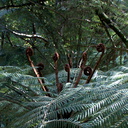 Cyathea-medullaris-black-tree-fern-Hatea-River-Parihaka-Reserve-2015-10-02-IMG 1727