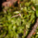 Cyrtostylis-oblonga-gnat-orchid-Hatea-River-Walk-Parihaka-Reserve-2015-09-29-IMG 1651