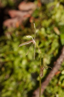 Cyrtostylis-oblonga-gnat-orchid-Hatea-River-Walk-Parihaka-Reserve-2015-09-29-IMG 1651