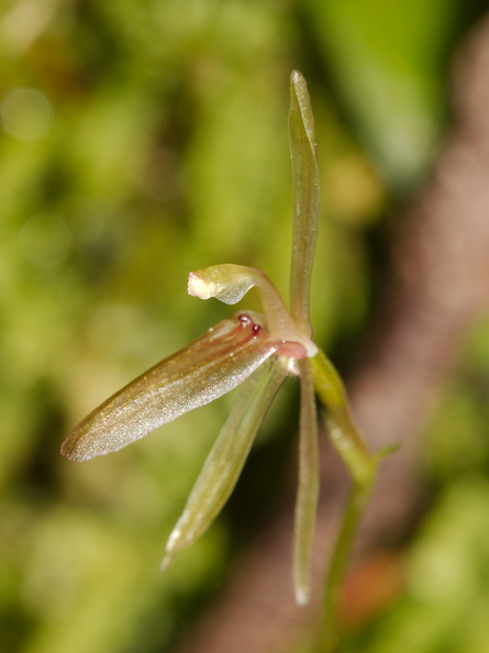 Cyrtostylis-oblonga-gnat-orchid-Hatea-River-Walk-Parihaka-Reserve-2015-09-29-IMG_1653.jpg