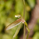 Cyrtostylis-oblonga-gnat-orchid-Hatea-River-Walk-Parihaka-Reserve-2015-09-29-IMG 1653