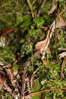 Cyrtostylis-oblonga-gnat-orchid-Hatea-River-Walk-Parihaka-Reserve-2015-09-29-IMG 1654