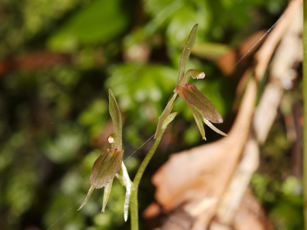 Cyrtostylis-oblonga-gnat-orchid-Hatea-River-Walk-Parihaka-Reserve-2015-09-29-IMG 1655