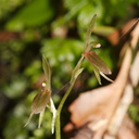 Cyrtostylis-oblonga-gnat-orchid-Hatea-River-Walk-Parihaka-Reserve-2015-09-29-IMG 1655