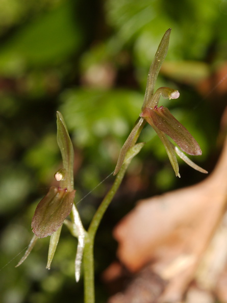 Cyrtostylis-oblonga-gnat-orchid-Hatea-River-Walk-Parihaka-Reserve-2015-09-29-IMG_1656.jpg