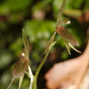 Cyrtostylis-oblonga-gnat-orchid-Hatea-River-Walk-Parihaka-Reserve-2015-09-29-IMG 1656