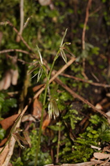 Cyrtostylis-oblonga-gnat-orchid-Hatea-River-Walk-Parihaka-Reserve-2015-09-29-IMG 1660