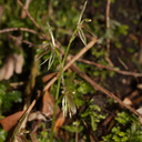 Cyrtostylis-oblonga-gnat-orchid-Hatea-River-Walk-Parihaka-Reserve-2015-09-29-IMG 1660