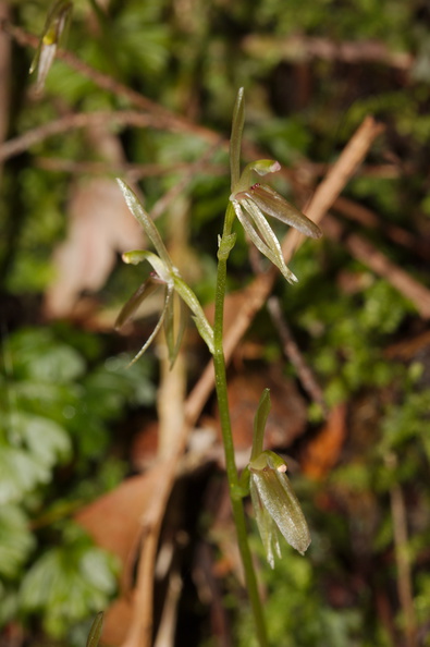 Cyrtostylis-oblonga-gnat-orchid-Hatea-River-Walk-Parihaka-Reserve-2015-09-29-IMG_1663.jpg