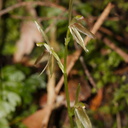 Cyrtostylis-oblonga-gnat-orchid-Hatea-River-Walk-Parihaka-Reserve-2015-09-29-IMG 1663