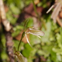 Cyrtostylis-oblonga-gnat-orchid-Hatea-River-Walk-Parihaka-Reserve-2015-09-29-IMG 1669