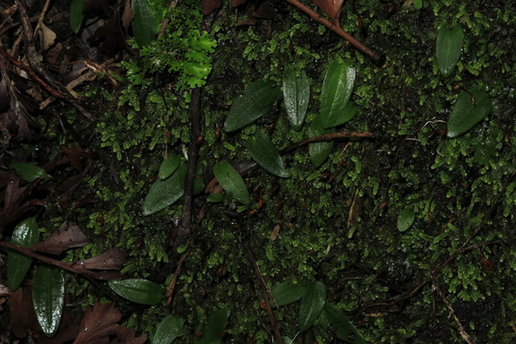 Cyrtostylis-oblonga-gnat-orchid-Hatea-River-Walk-Parihaka-Reserve-2016-06-10-IMG 6940