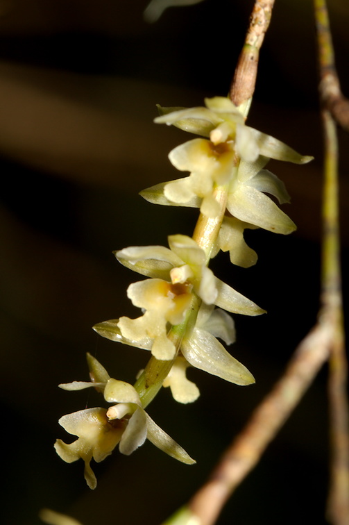 Earina-mucronata-bamboo-orchid-along-Hatea-River-Parihaka-Reserve-2015-09-29-IMG 1634
