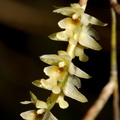 Earina-mucronata-bamboo-orchid-along-Hatea-River-Parihaka-Reserve-2015-09-29-IMG 1634