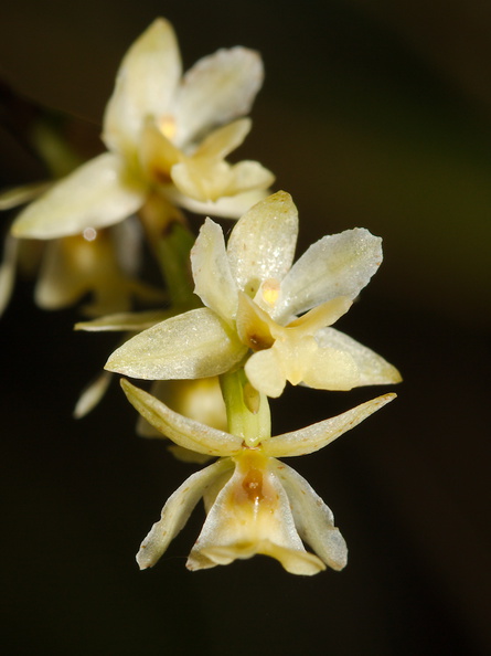 Earina-mucronata-bamboo-orchid-along-Hatea-River-Parihaka-Reserve-2015-09-29-IMG_1641.jpg