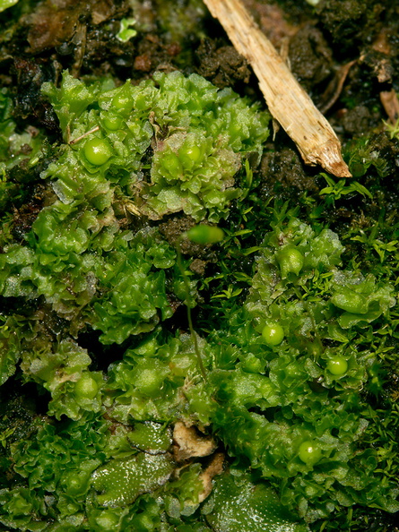 Fossombronia-sp-and-Marchantia-sp-liverworts-Whangarei-Falls-2013-07-16-IMG_9367.jpg