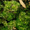 Fossombronia-sp-and-Marchantia-sp-liverworts-Whangarei-Falls-2013-07-16-IMG 9367