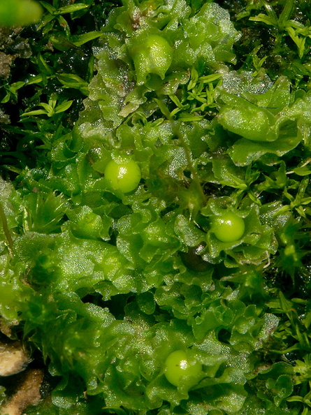 Fossombronia-sp-and-Marchantia-sp-liverworts-Whangarei-Falls-2013-07-16-IMG_9367_v2.jpg