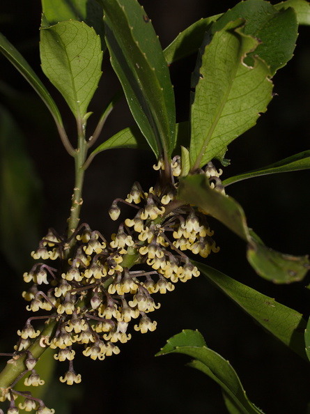Melicytus-dentata-pendulous-cream-colored-flowers-Dundas-Track-Parihaka-2015-09-24-IMG 1453