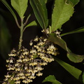Melicytus-dentata-pendulous-cream-colored-flowers-Dundas-Track-Parihaka-2015-09-24-IMG 1453